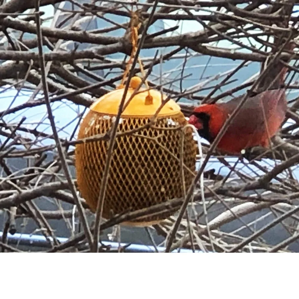NWT - Globe Bird Feeder - Pink